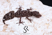 Riverine Leaf-Tail Gecko (Phyllurus amnicola) Male #1 - Sundown Reptiles