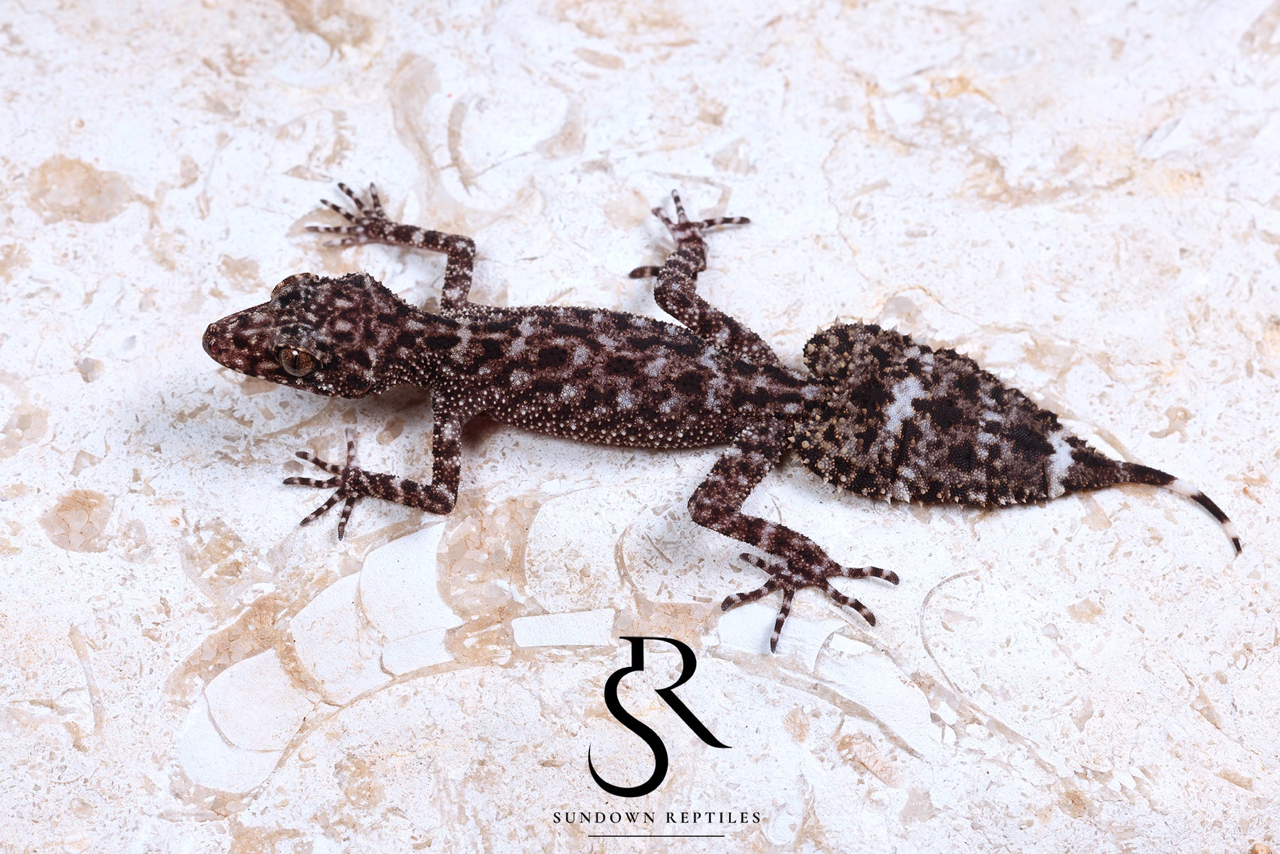 Riverine Leaf-Tail Gecko (Phyllurus amnicola) Male #1 - Sundown Reptiles