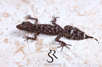 Riverine Leaf-Tail Gecko (Phyllurus amnicola) Male #1 - Sundown Reptiles