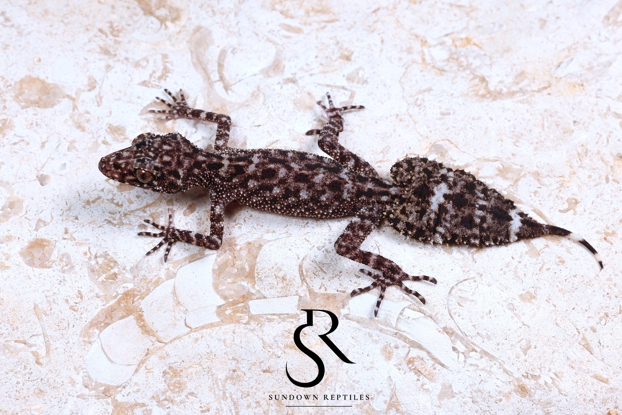 Riverine Leaf-Tail Gecko (Phyllurus amnicola) Male #1 - Sundown Reptiles