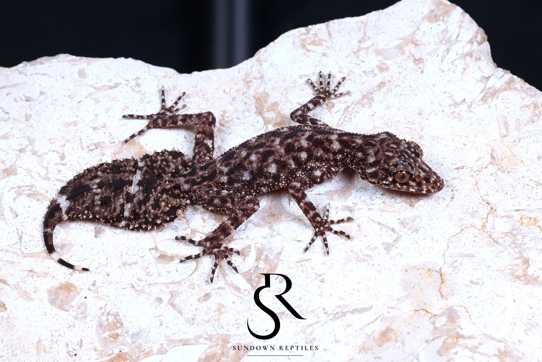 Riverine Leaf-Tail Gecko (Phyllurus amnicola) Male #2 - Sundown Reptiles