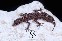 Riverine Leaf-Tail Gecko (Phyllurus amnicola) Male #2 - Sundown Reptiles