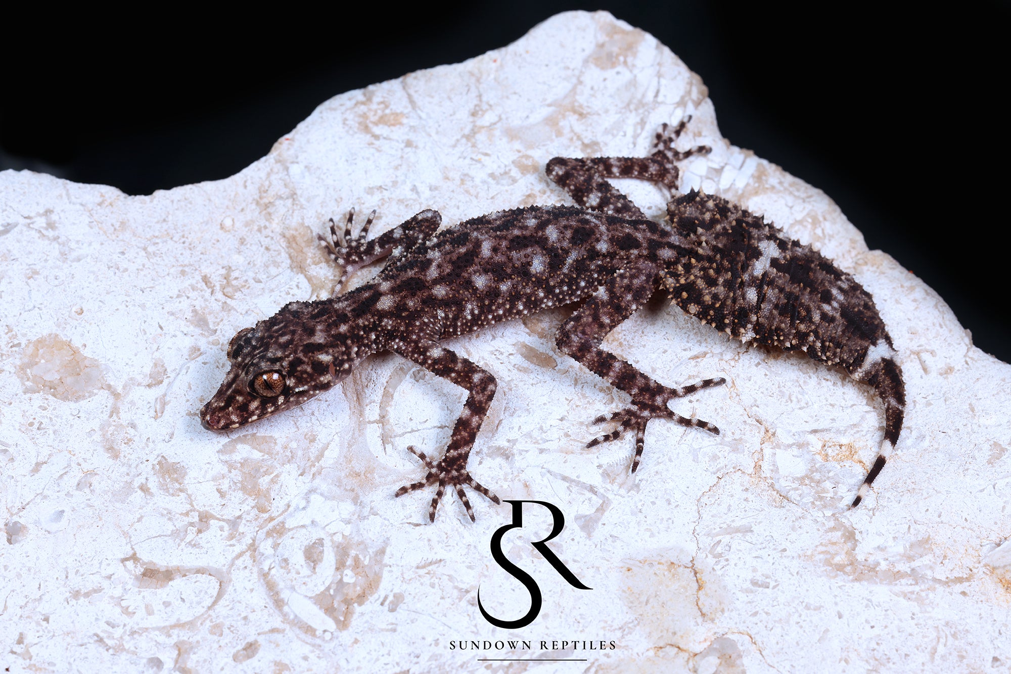 Riverine Leaf-Tail Gecko (Phyllurus amnicola) Male #2 - Sundown Reptiles