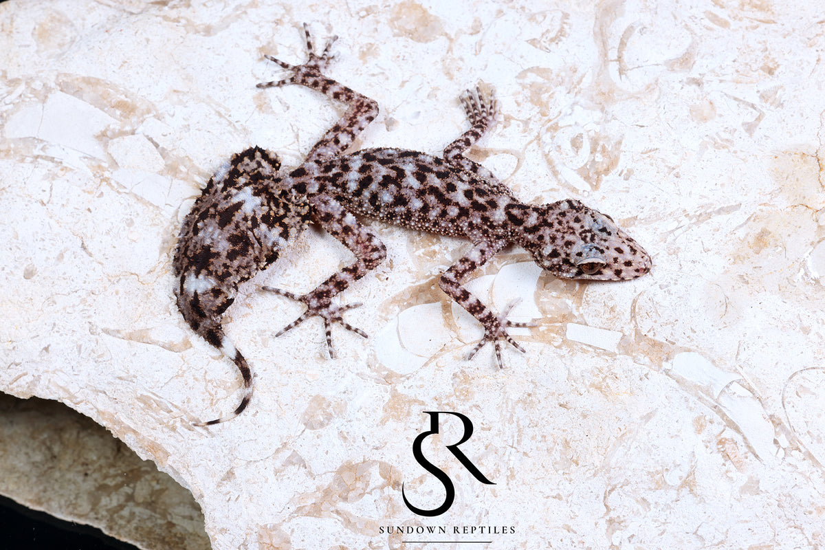 Riverine Leaf-Tail Geckos for Sale - Australian | Sundown NC