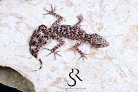 Riverine Leaf-Tail Gecko (Phyllurus amnicola) Male #3 - Sundown Reptiles