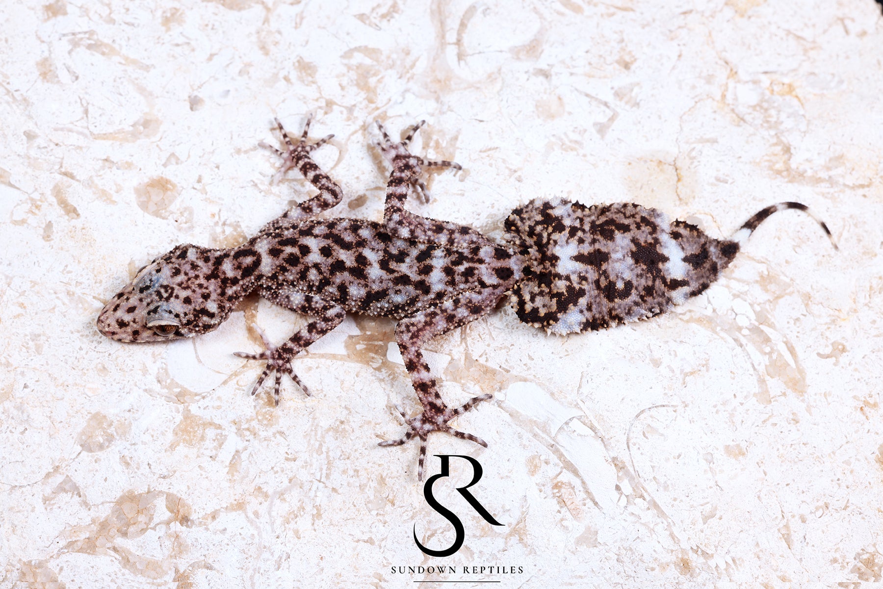 Riverine Leaf-Tail Gecko (Phyllurus amnicola) Male #3 - Sundown Reptiles