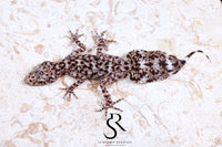 Riverine Leaf-Tail Gecko (Phyllurus amnicola) Male #3 - Sundown Reptiles