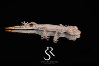 Northern Spiny-Tailed Gecko (Strophurus ciliaris) - Male SC2025-31 - Sundown Reptiles