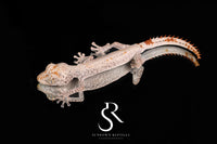 Northern Spiny-Tailed Gecko (Strophurus ciliaris) - Male SC2025-31 - Sundown Reptiles