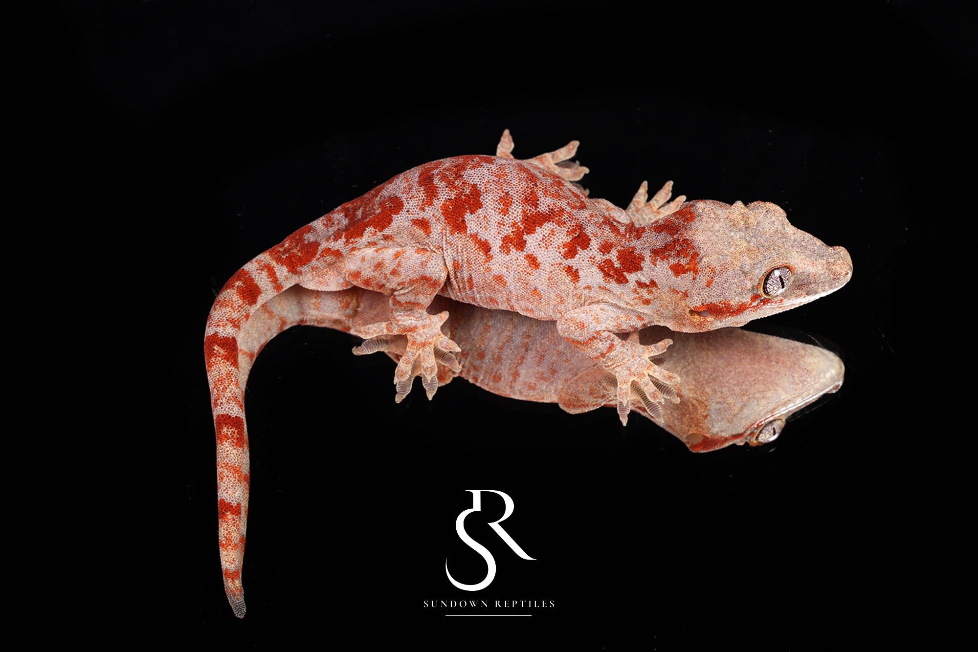 Gargoyle Gecko - Male (Toasty x Shell Beach) RA2025-97 (Copy) - Sundown Reptiles