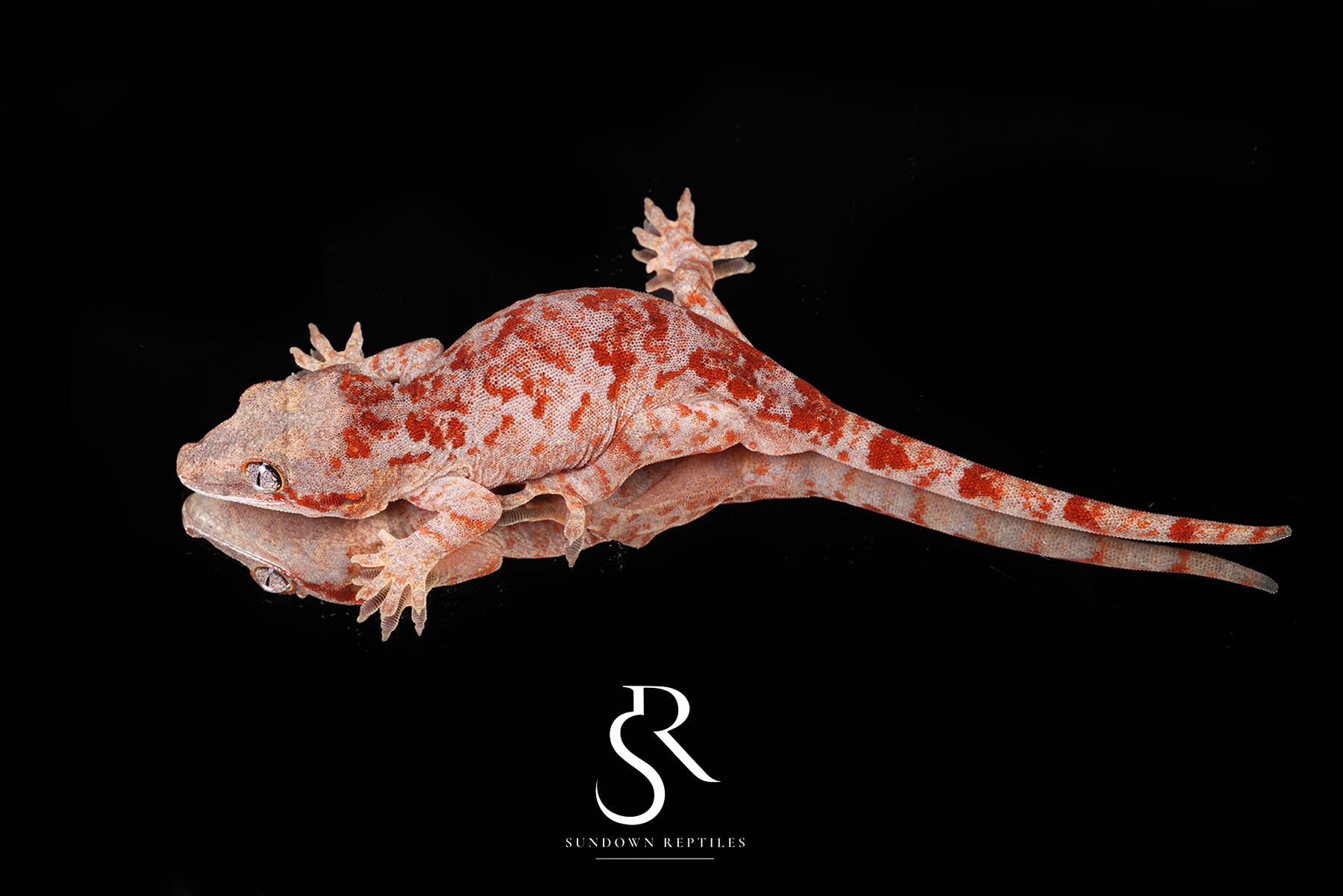 Gargoyle Gecko - Male (Toasty x Shell Beach) RA2025-97 (Copy) - Sundown Reptiles