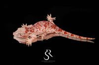 Gargoyle Gecko - Male (Toasty x Shell Beach) RA2025-97 (Copy) - Sundown Reptiles