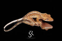 Crested Gecko - Unsexed  (Blood Weasel X Winchester lilly) CC2025-19 - Sundown Reptiles