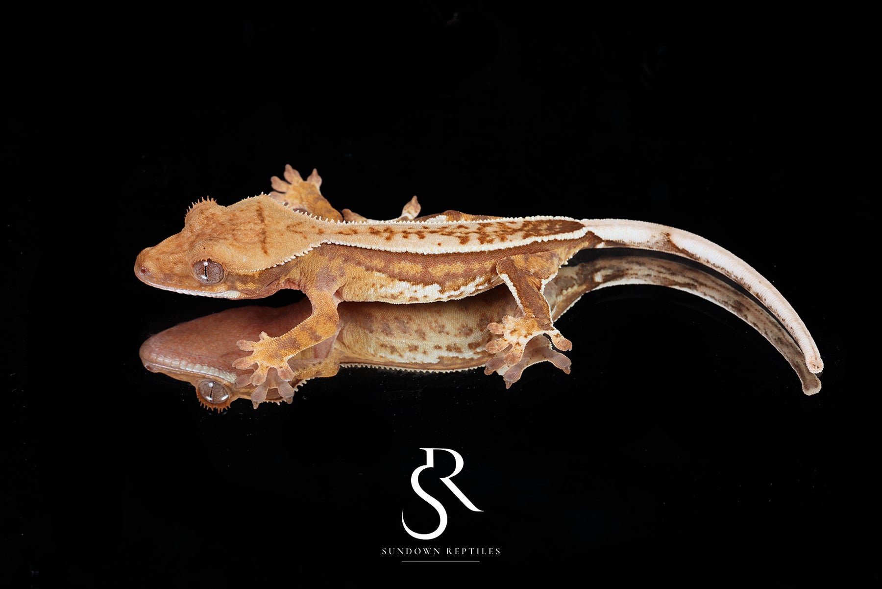 Crested Gecko - Unsexed  (Blood Weasel X Winchester lilly) CC2025-19 - Sundown Reptiles
