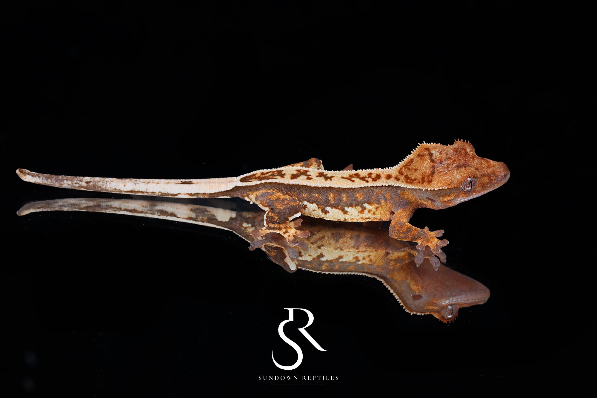 Crested Gecko - Unsexed (Emily Burke's Brandywine x Sweetgum) CC2025-24 - Sundown Reptiles