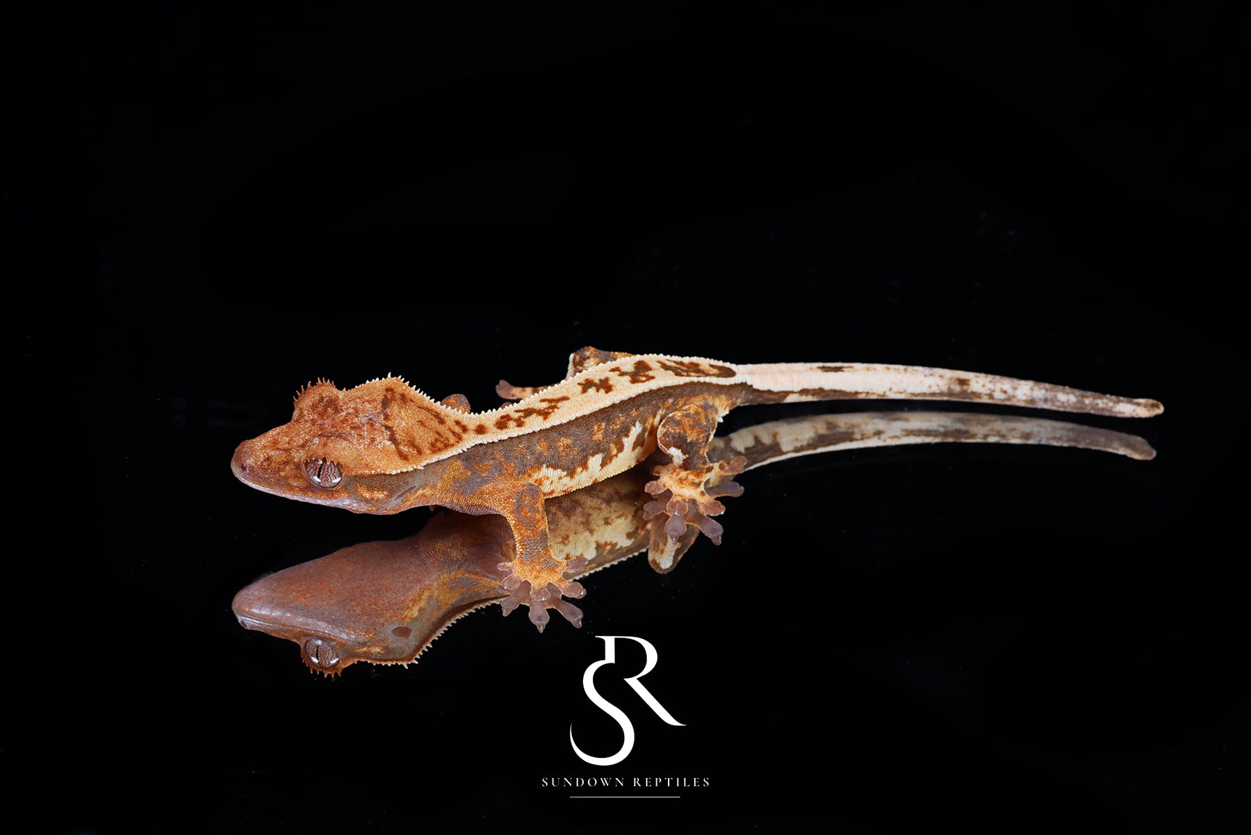 Crested Gecko - Unsexed (Emily Burke's Brandywine x Sweetgum) CC2025-24 - Sundown Reptiles