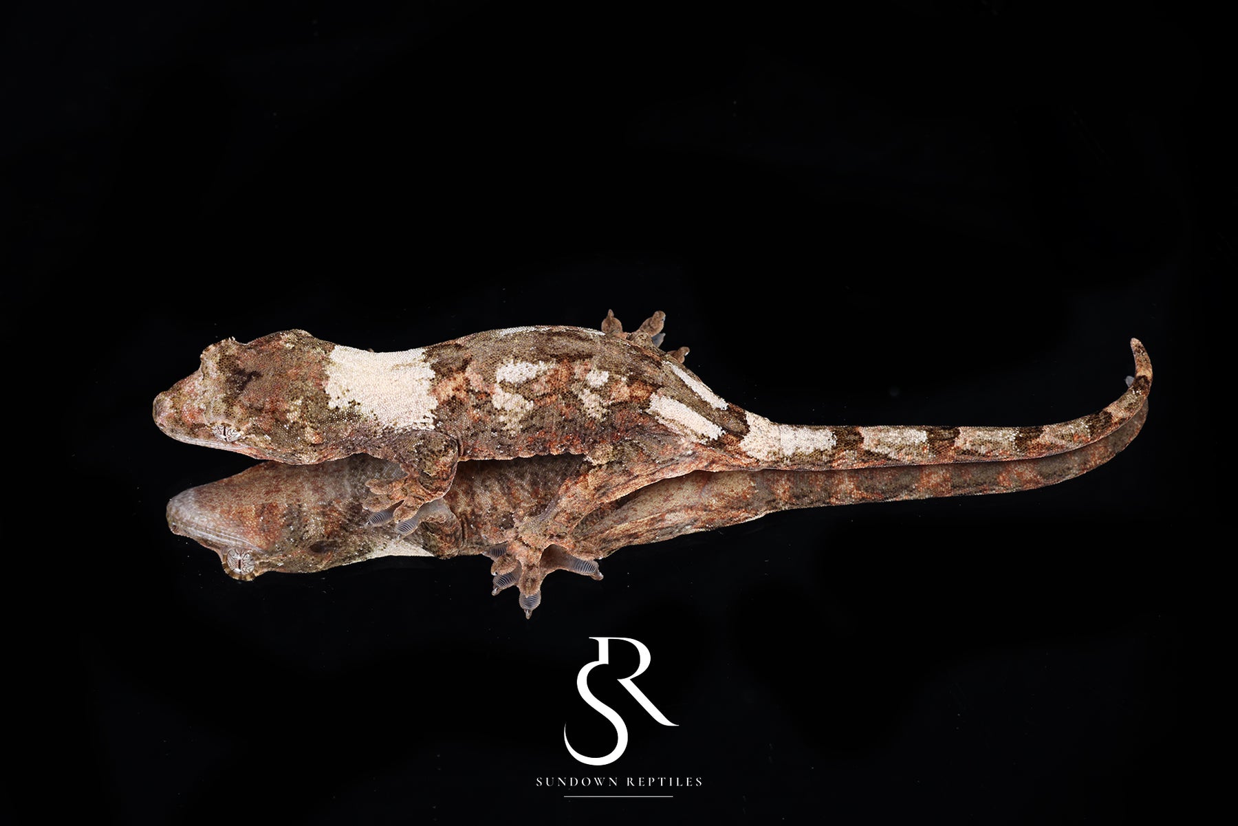 Pine Island chahoua - Female (Tern x Godzooky) MC2025-119 - Sundown Reptiles