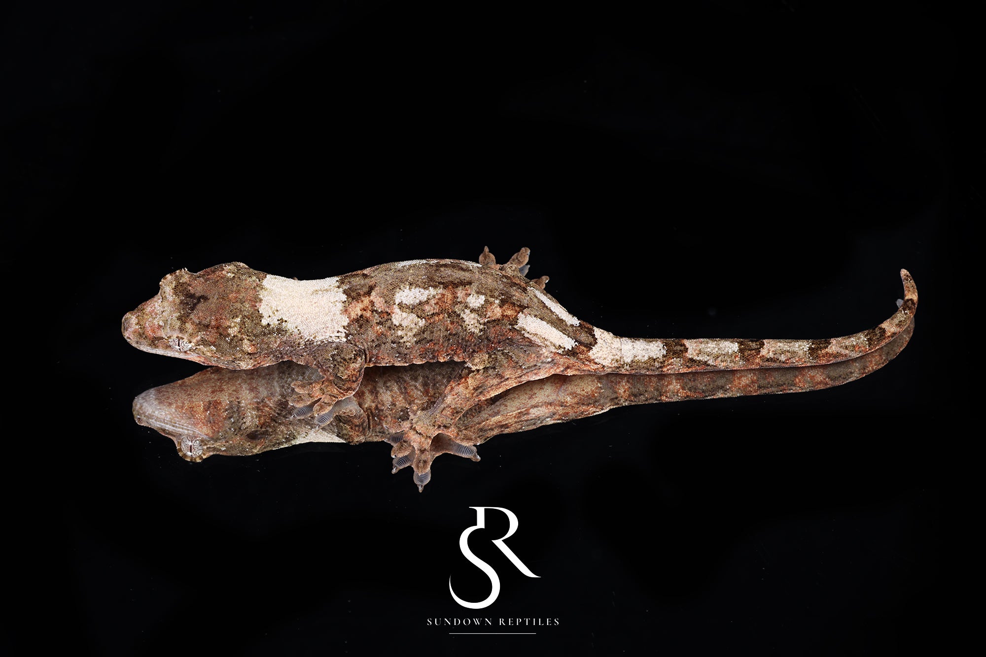 Pine Island chahoua - Female (Tern x Godzooky) MC2025-119 - Sundown Reptiles