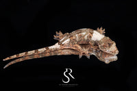 Pine Island chahoua - Female (Tern x Godzooky) MC2025-119 - Sundown Reptiles