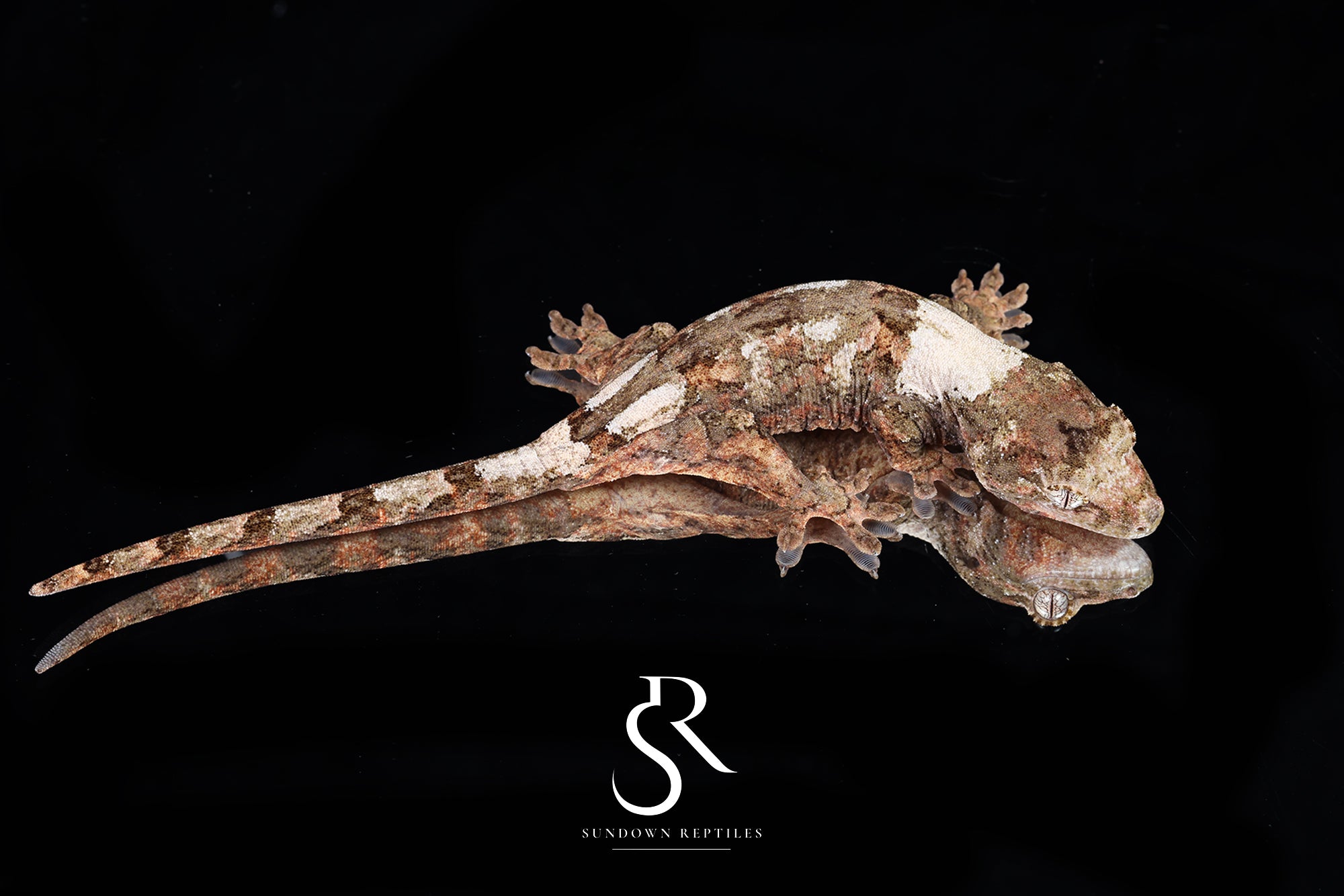 Pine Island chahoua - Female (Tern x Godzooky) MC2025-119 - Sundown Reptiles
