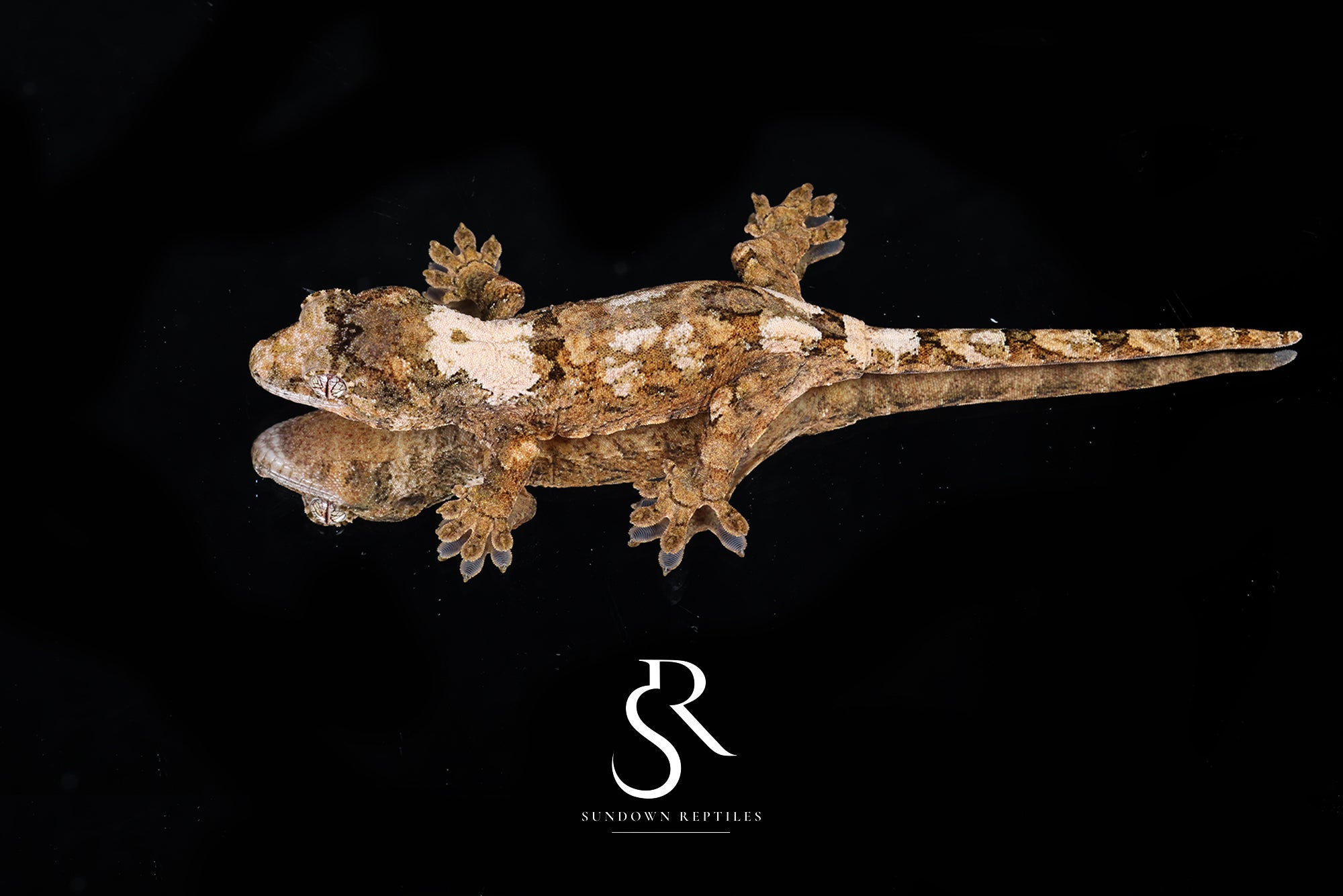 Pine Island Chahoua -  Unsexed (Whiteout x Sabre) MC2025-175 - Sundown Reptiles