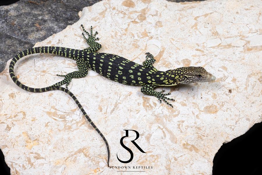 Golden-Spotted Tree Monitor (Varanus boehmei) - USCBB Unsexed Galaxy Pairing #2 - Sundown Reptiles