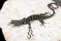 Golden-Spotted Tree Monitor (Varanus boehmei) - USCBB Unsexed Galaxy Pairing #2 - Sundown Reptiles