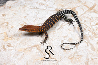 Pilbara Rock Monitor (Varanus pilbarensis) Unsexed #4 - Sundown Reptiles