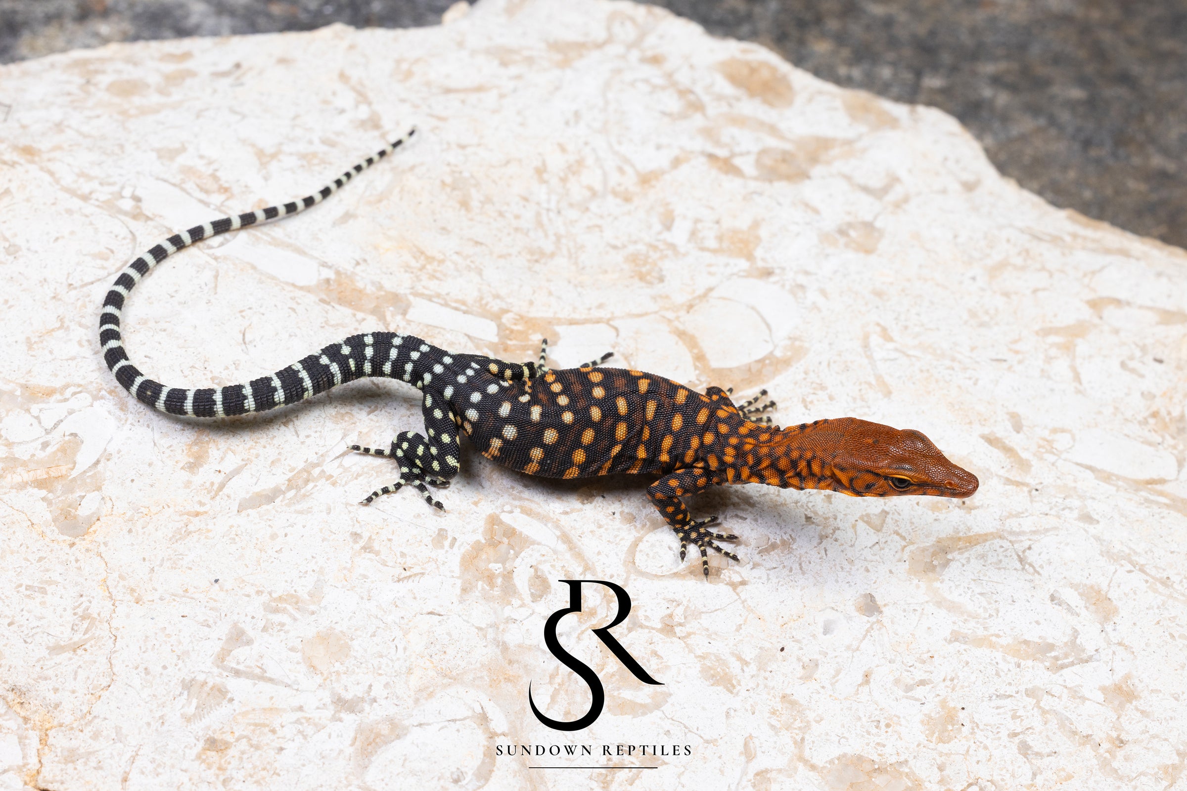 Pilbara Rock Monitor (Varanus pilbarensis) Unsexed #4 - Sundown Reptiles