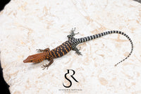 Pilbara Rock Monitor (Varanus pilbarensis) Unsexed #5 - Sundown Reptiles
