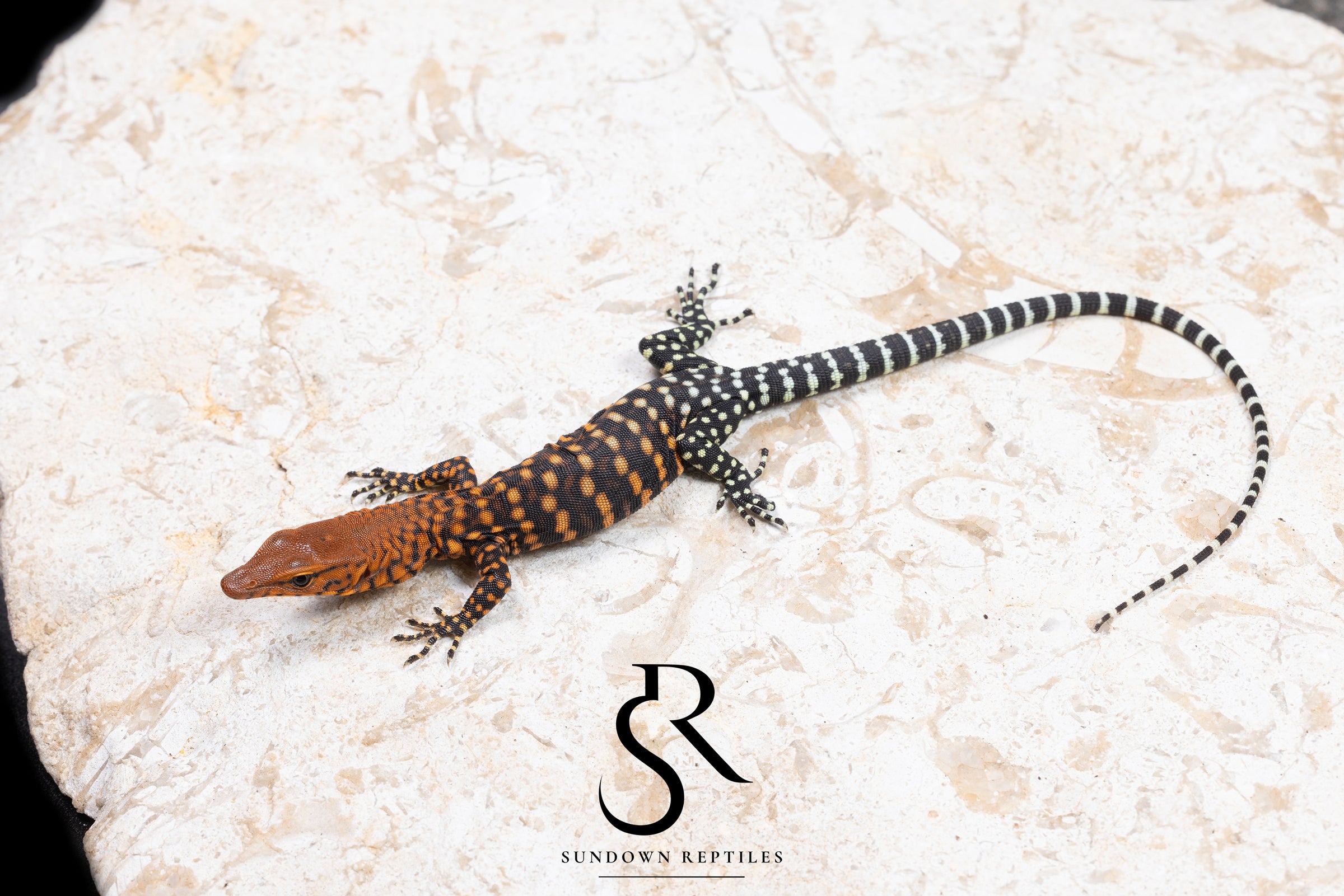 Pilbara Rock Monitor (Varanus pilbarensis) Unsexed #5 - Sundown Reptiles