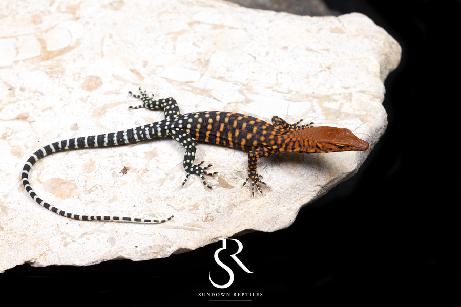 Pilbara Rock Monitor (Varanus pilbarensis) Unsexed #5 - Sundown Reptiles