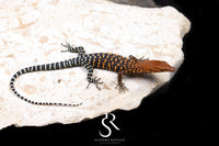 Pilbara Rock Monitor (Varanus pilbarensis) Unsexed #5 - Sundown Reptiles