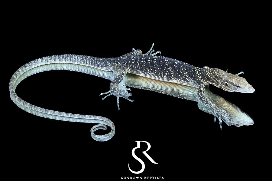 Golden-Spotted Tree Monitor (Varanus boehmei) - USCBB Male - Sundown Reptiles