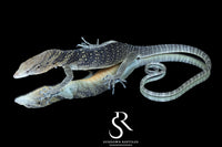 Golden-Spotted Tree Monitor (Varanus boehmei) - USCBB Male - Sundown Reptiles