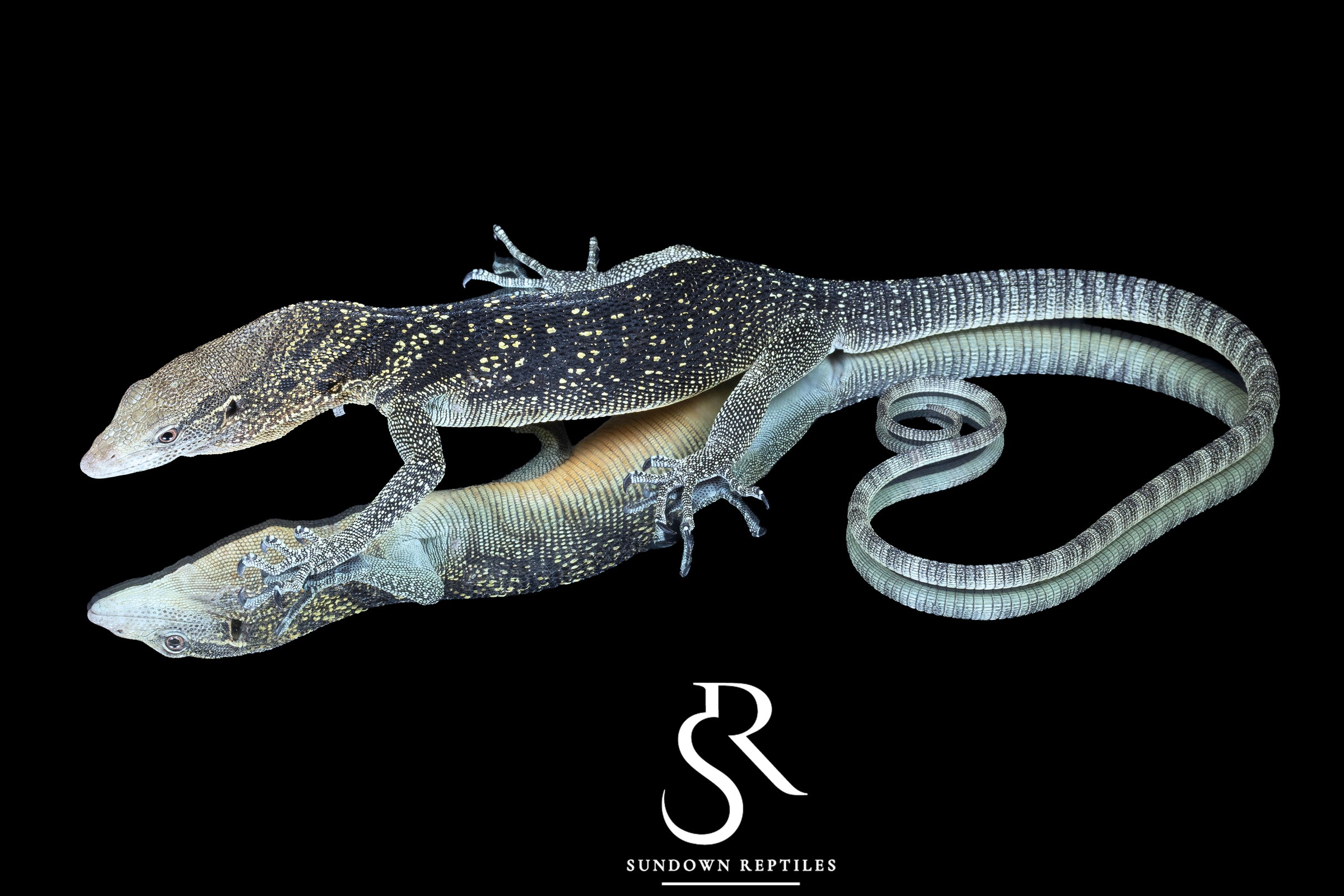 Golden-Spotted Tree Monitor (Varanus boehmei) - USCBB Male - Sundown Reptiles