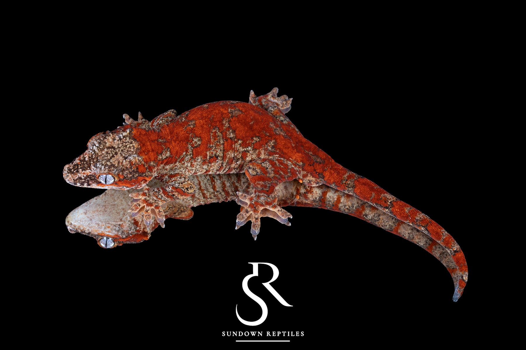 Gargoyle Gecko - RTB Male Super Blotch (Mars x Tulip Offspring) RA2023-HB1 - Sundown Reptiles