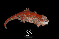 Gargoyle Gecko - RTB Male Super Blotch (Mars x Tulip Offspring) RA2023-HB1 - Sundown Reptiles