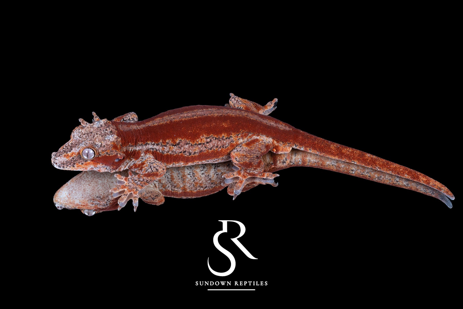 Gargoyle Gecko - Male Red Stripe (Spice x SS) RA16 - Sundown Reptiles