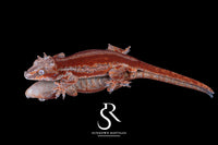 Gargoyle Gecko - Male Red Stripe (Spice x SS) RA16 - Sundown Reptiles