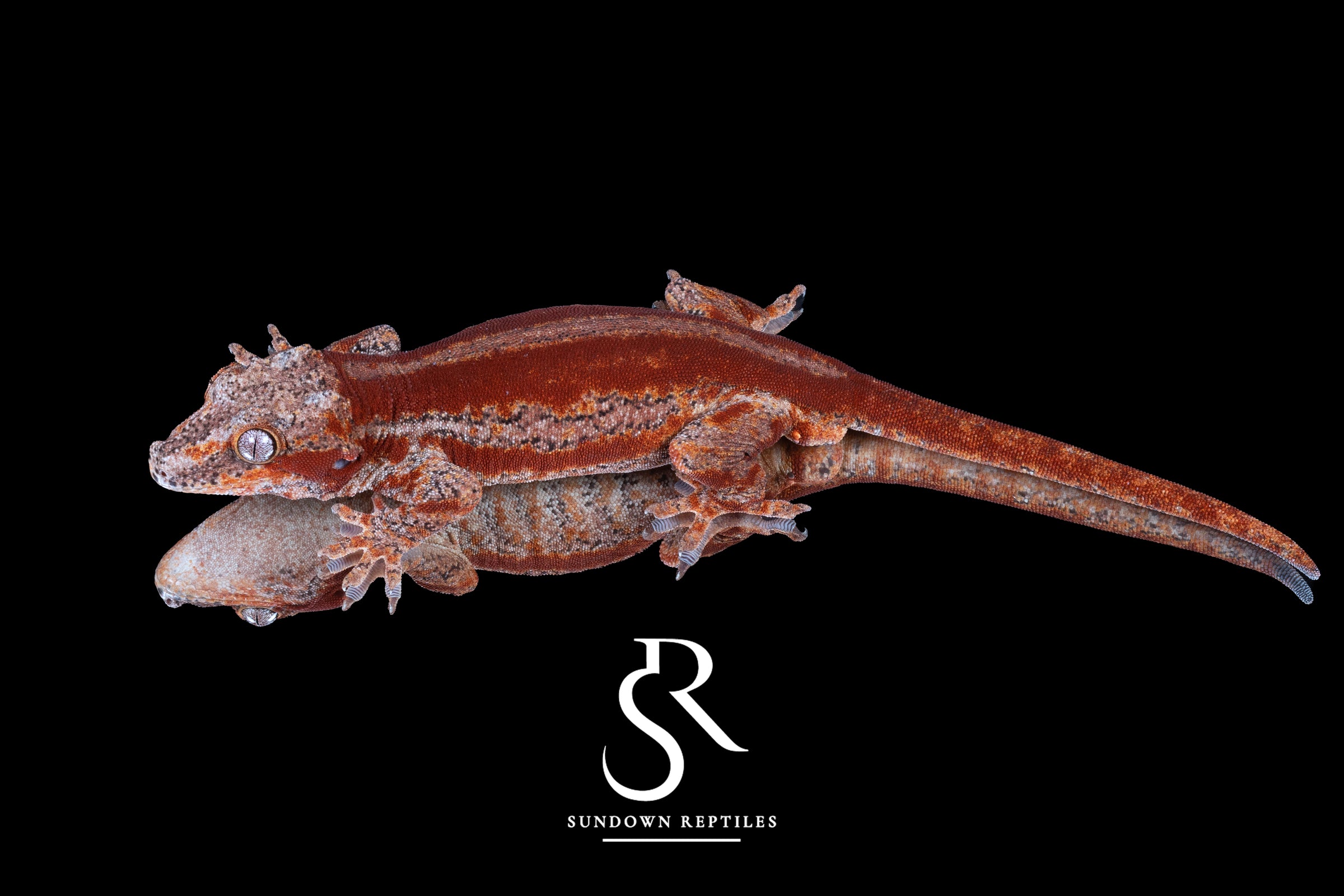 Gargoyle Gecko - Male Red Stripe (Spice x SS) RA16 - Sundown Reptiles