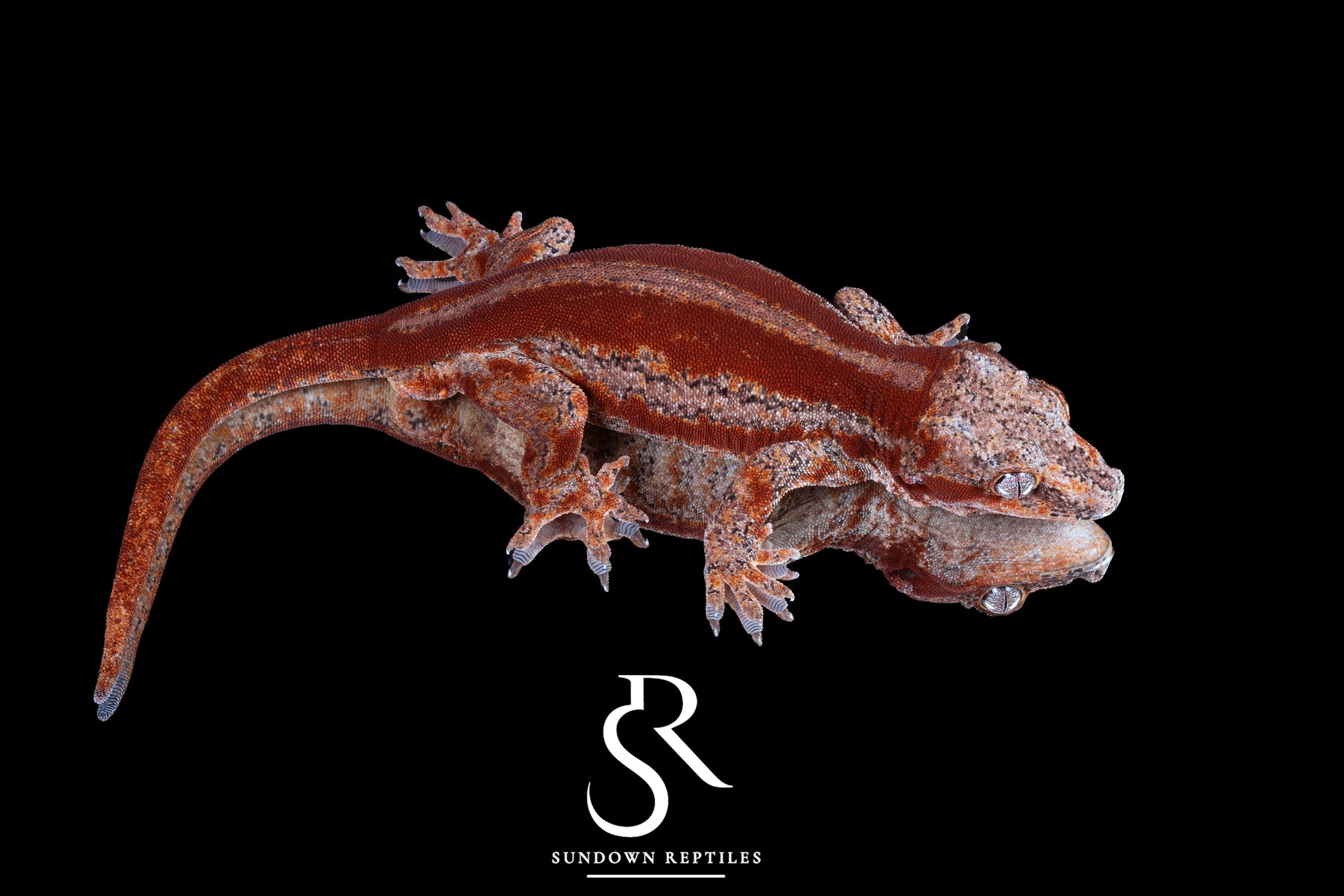 Gargoyle Gecko - Male Red Stripe (Spice x SS) RA16 - Sundown Reptiles