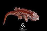 Gargoyle Gecko - Male Red Stripe (Spice x SS) RA16 - Sundown Reptiles