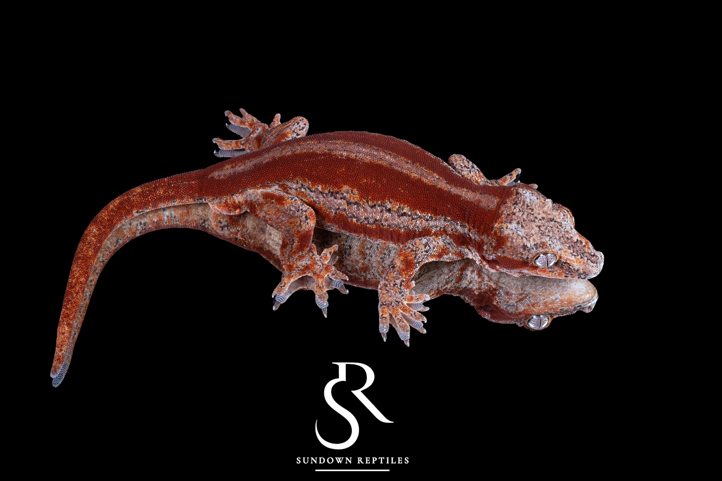 Gargoyle Gecko - Male Red Stripe (Spice x SS) RA16 - Sundown Reptiles