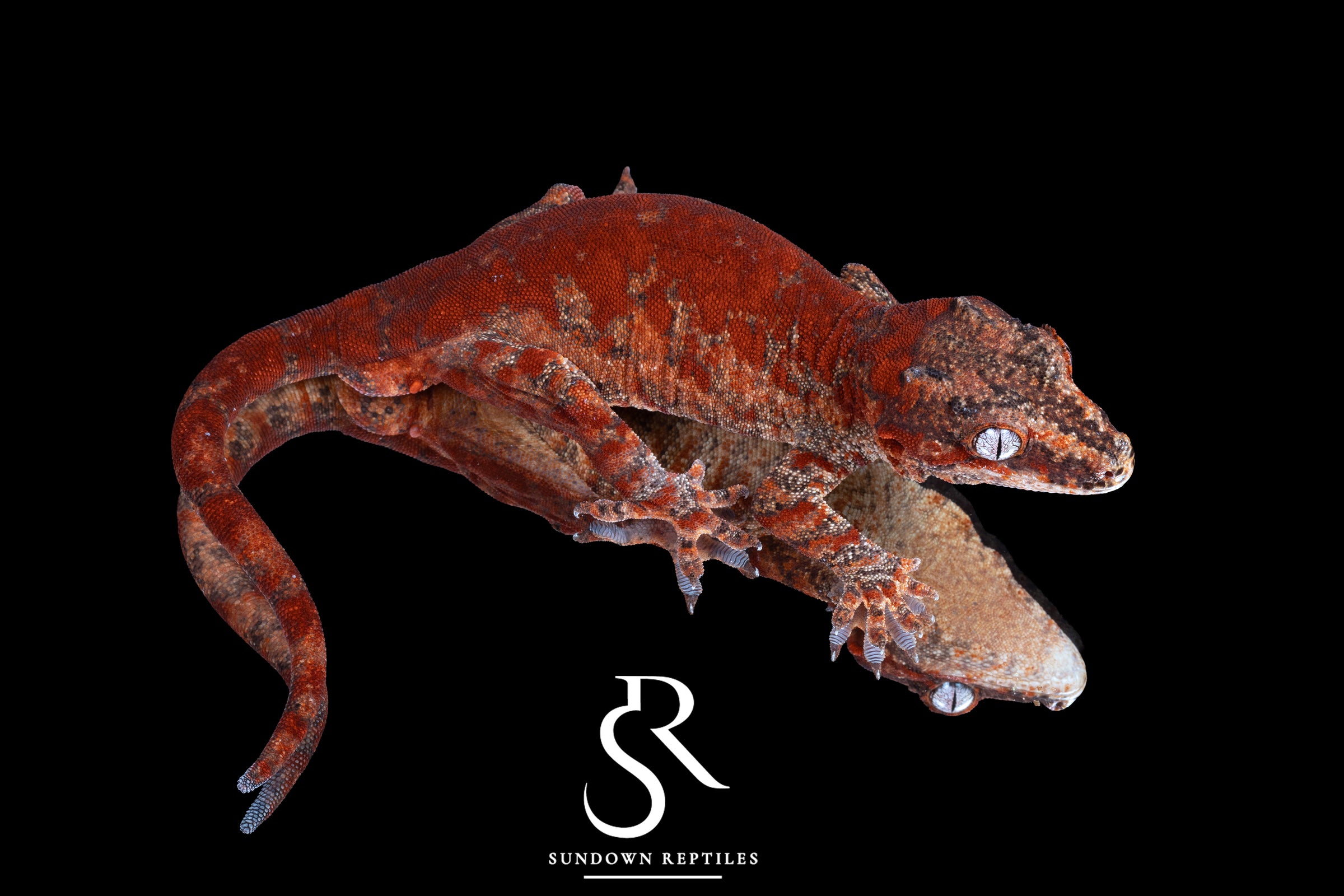 Gargoyle Gecko - Male Super Blotch (Redbud x The Bomb) RA2024-HB1 - Sundown Reptiles
