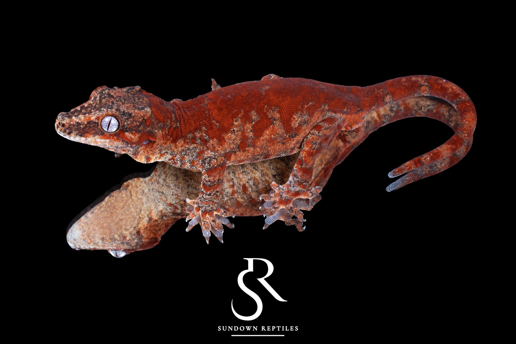 Gargoyle Gecko - Male Super Blotch (Redbud x The Bomb) RA2024-HB1 - Sundown Reptiles