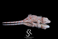 Gargoyle Gecko - Female (Atomic) RA2025-111 - Sundown Reptiles