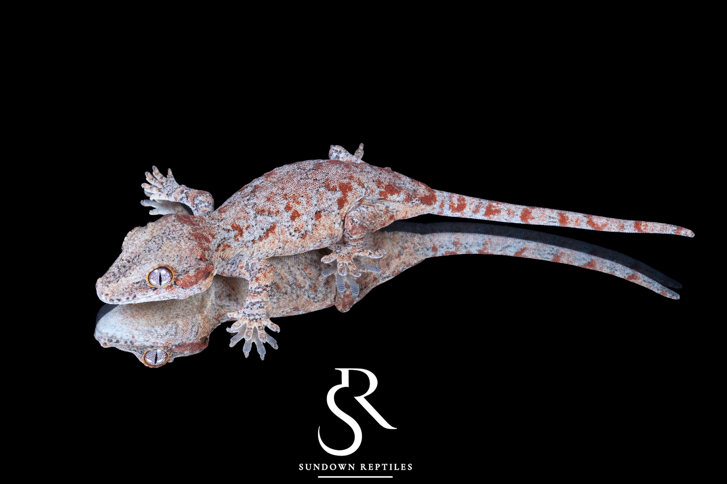 Gargoyle Gecko - Female (Atomic) RA2025-111 - Sundown Reptiles