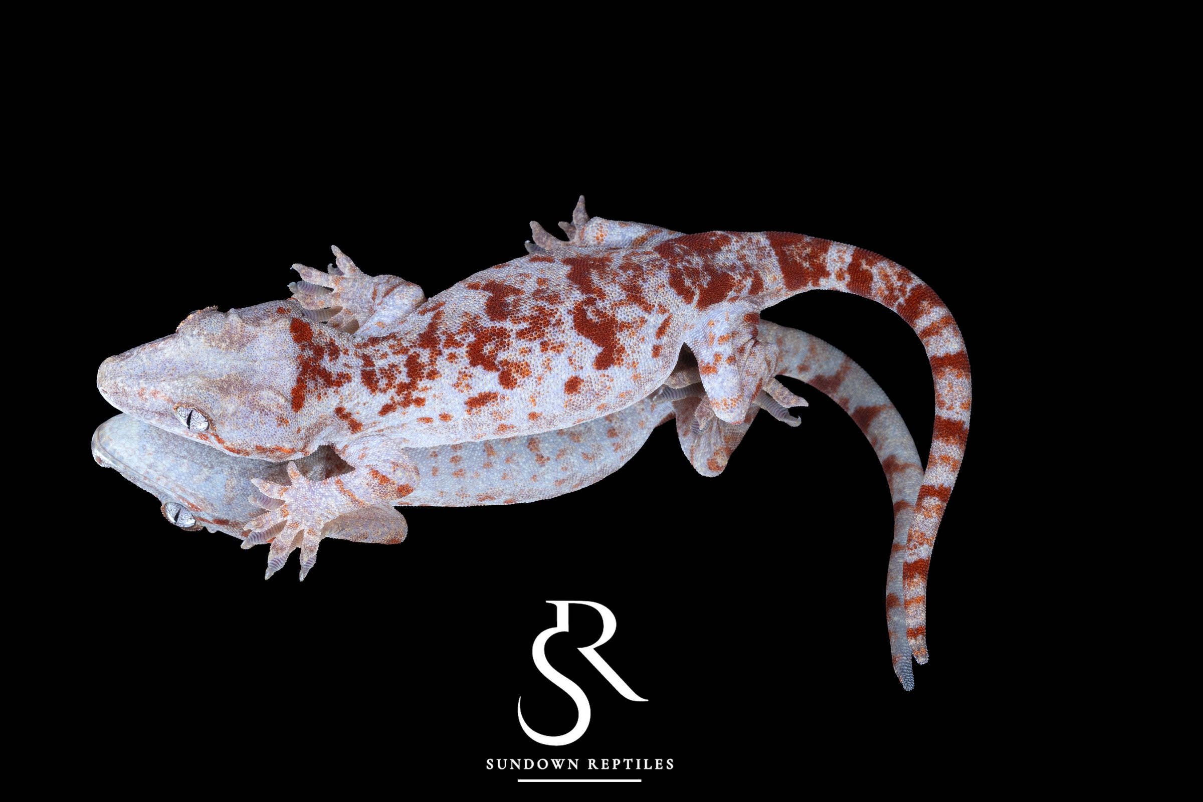 Gargoyle Gecko -Female Blotch (Hotshot x Saffron) RA2025-48 - Sundown Reptiles