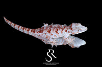 Gargoyle Gecko -Female Blotch (Hotshot x Saffron) RA2025-48 - Sundown Reptiles